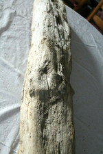 Schwemmholz Treibholz XXL