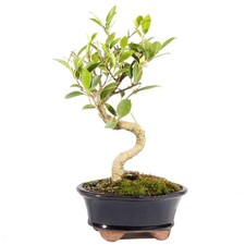 Brussel's Bonsai - Live Golden