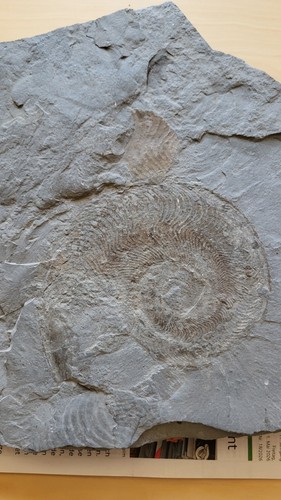 Fossil groß ammonit - fossil,