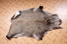 Schönes Wildschweinfell Wild