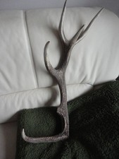 Abwurfstange Rothirsch Geweih