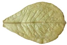 3 Seemandelbaumblätter