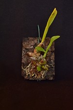 Dendrobium delacourii Orchidee