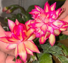 Schlumbergera hybrid cv Double Peach New!!! gefüllte Blüte Weihnachtskaktus