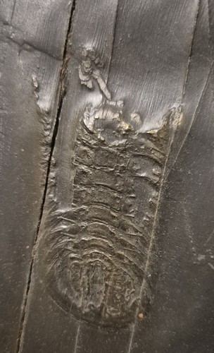 Fossilien trilobit chotecops - trilobit,