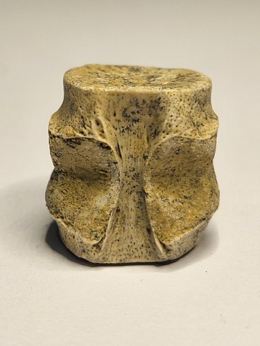 Atemberaubender champsosaurus - atemberaubender,