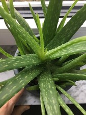 Aloe Vera Sweet Pflanze, ca. 3 Jahre alt, mit vielen Kindeln und Erde