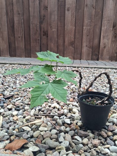 Bergahorn pre bonsai - pre, bonsai,