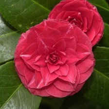 Kamelie Curly Lady 40-60cm -