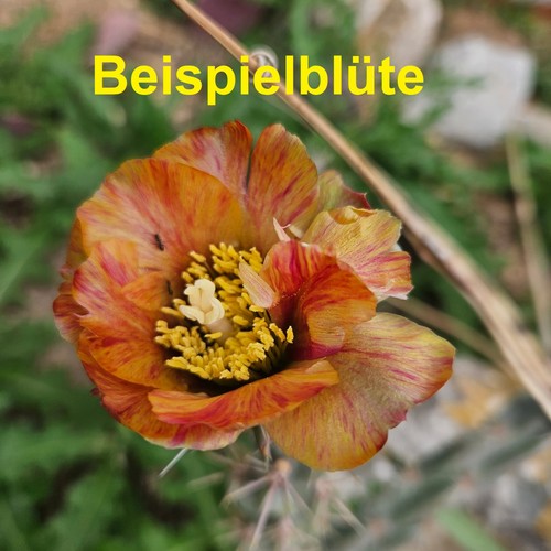 Cylindropuntia acanthocarpa