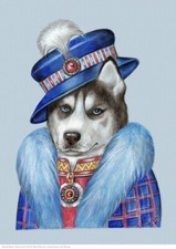 Siberian husky lady - husky, from