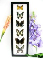 6 echte präparierte