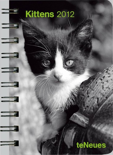 Kittens taschenkalender - kittens,