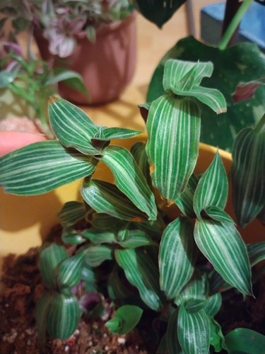 Tradescantia toundra callisia - toundra,