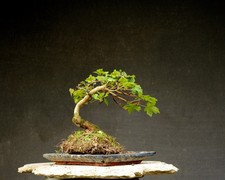 Bonsai outdoor winterhart