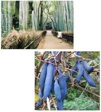 Samen Sparset Blaugurke und