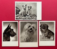 4 x Künstler AK Hunde