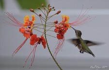 50 seeds Caesalpinia