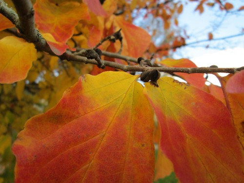 Persischer eisenholzbaum - persischer,