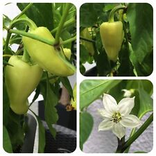 Soroksari ungarische Paprika süße und saftige Gemüsepaprika aus Ungarn 