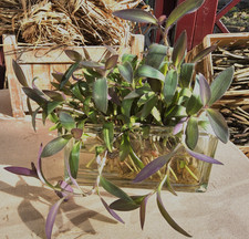 Pallida Purple Haert