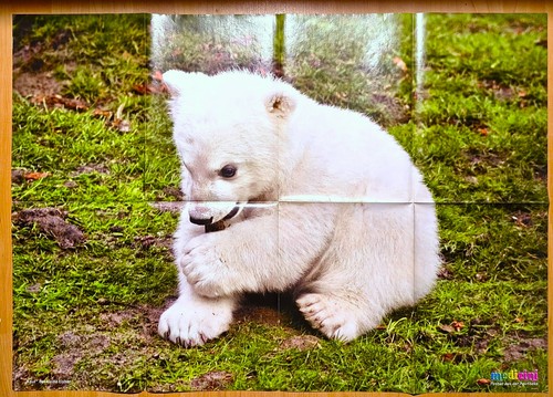 Riesen tierposter eisbär - riesen-tierposter,