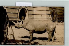 39152076 - 1000 Berlin Mitte Rhinozeros Verlag Zoo Berlin AK  Nashorn 1911