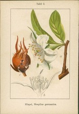 Lithographie : Echte