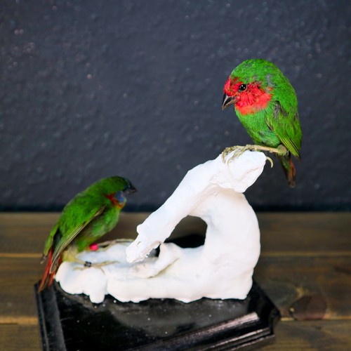 Red throated and blue - , faced