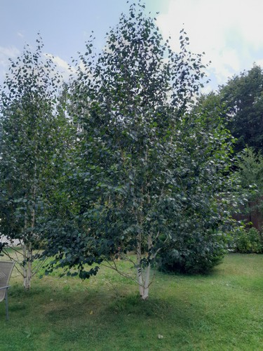 Betula utilis jacquemontii - betula,