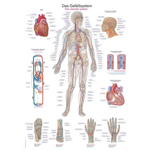 Anatomische lehrtafeln mensch - anatomische,