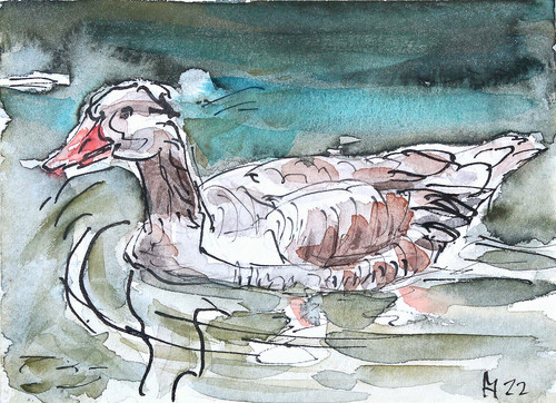 Aquarell wildgans auf - wildgans,