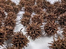 Amberbaum Zapfen 20 Stk