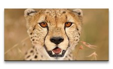 120x60cm Leinwandbild Gepard