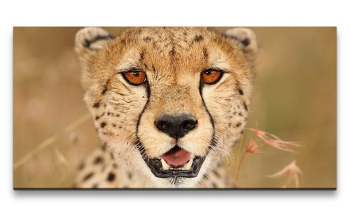 120x60cm leinwandbild gepard - 120x60cm,