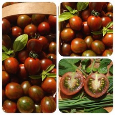 Italienische Weinbergtomate oliv-rot gestreifte Cocktailtomate Lagertomate 
