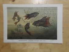 Orig.(1894) Chromolithographie Grossflosser Paradiesfisch (N18)
