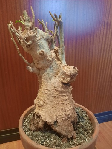 Adansonia digitata baobab - digitata, xxl