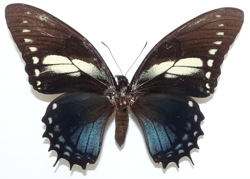 Papilio menatius ctesiades - papilio,