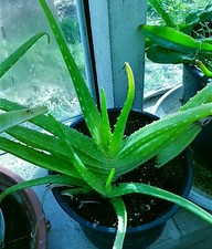 Heilpflanze Aloe Vera