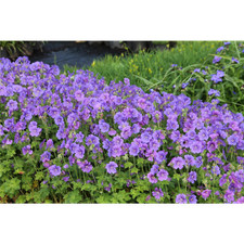 Geranium x magnificum