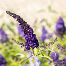 Schmetterlingsflieder Black Knight Buddleja Sommerflieder winterhart violett