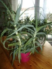 Aloe arborescens baum - aloe,
