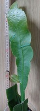 Epiphyllum-oxypetalum