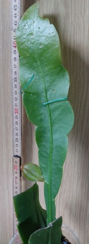 Epiphyllum-oxypetalum