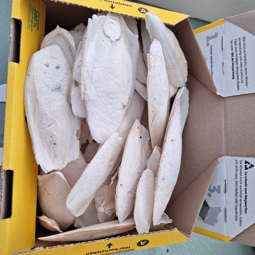 Sepia schalen 450 g - sepia,