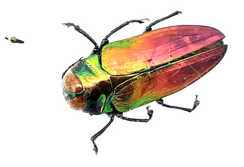 Buprestidae belionota - buprestidae,,