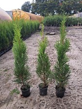 18 Stück Thuja Smaragd  circa 50 cm, Lebensbaum, immergrüne Heckenpflanzen 