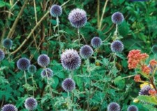 35x Kugeldistel blau Echinops
