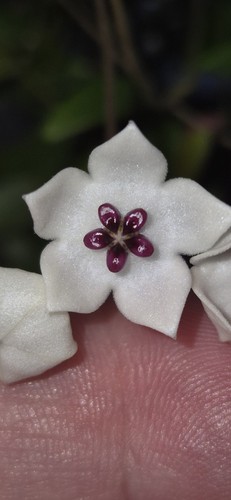 Hoya microphylla steckling - hoya,